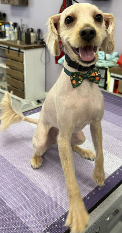 Cooper, an adoptable Terrier in Gibbstown, NJ