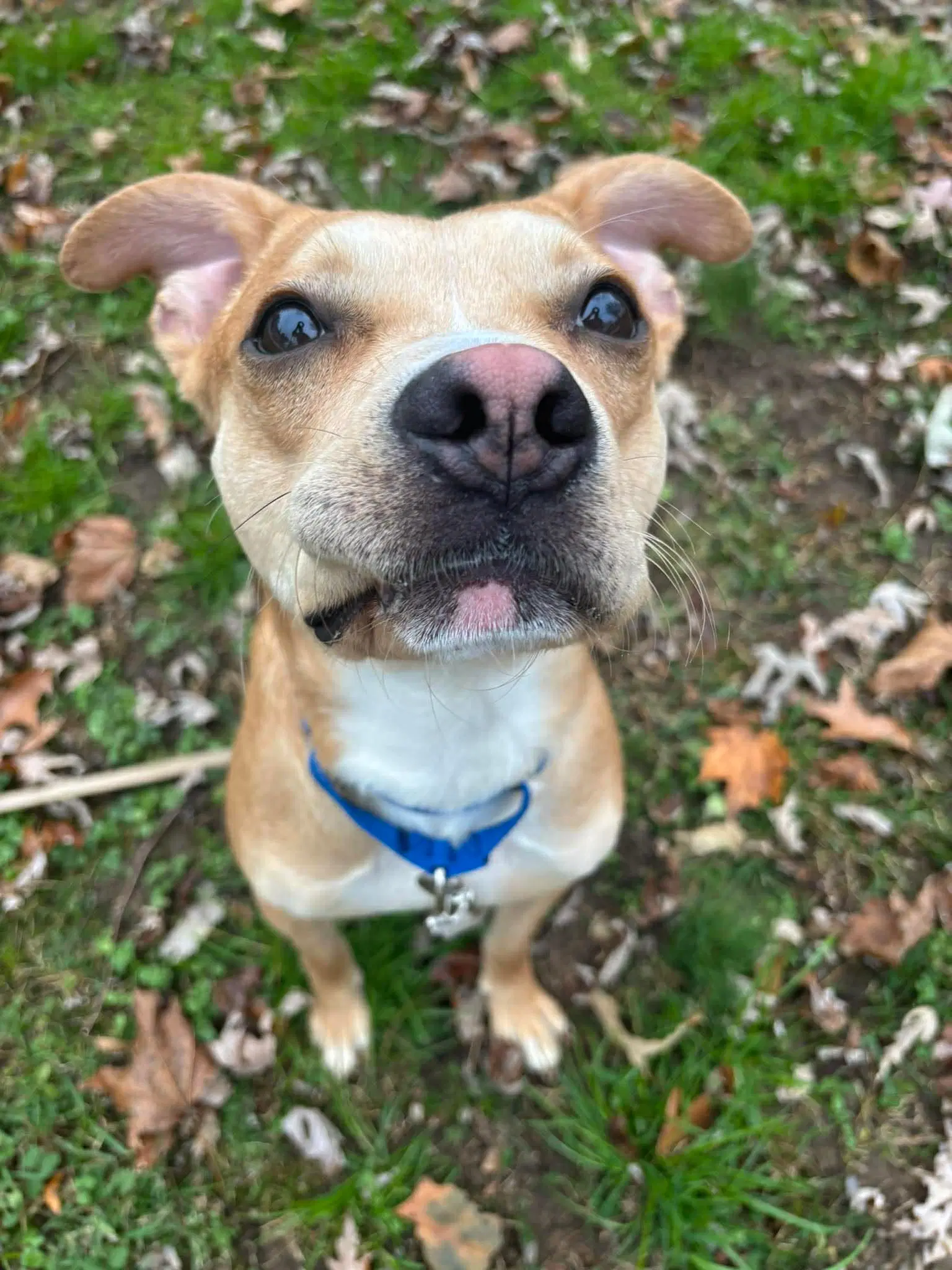 Tank - Boxer