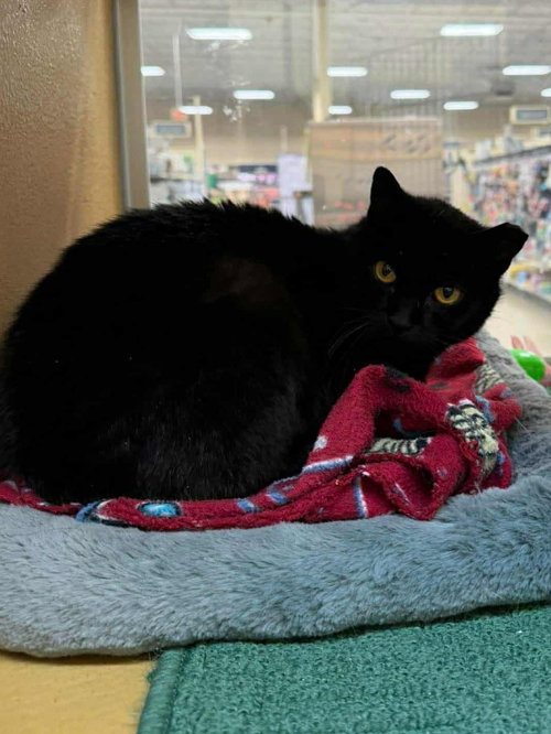 Luna, Domestic Short Hair, cat for adoption in Dover, Delaware