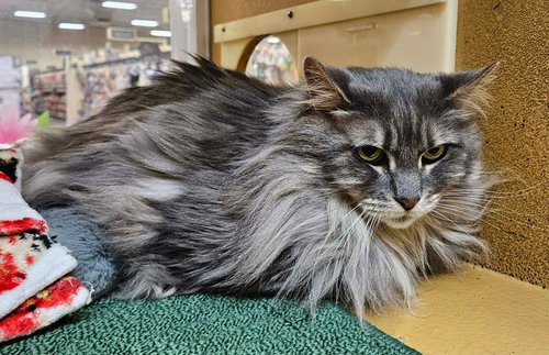 Jaju, Domestic Long Hair, cat for adoption in Dover, Delaware