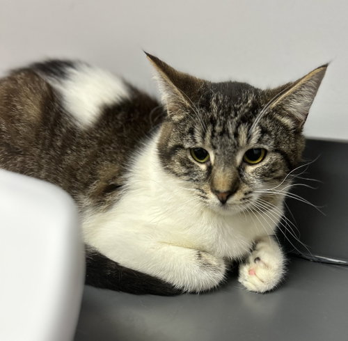Pecan Pie, Domestic Short Hair, cat for adoption in Dover, Delaware