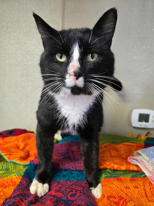 Scooter, an adoptable Domestic Short Hair in Gibbstown, NJ