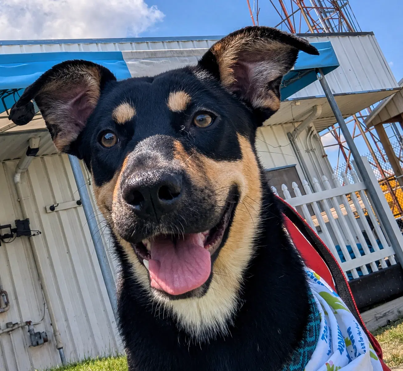 Rosie - German Shepherd Dog