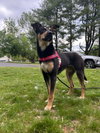 Rosie