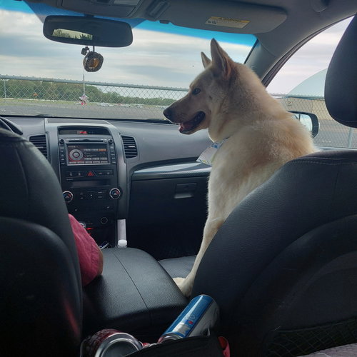 Shannon, an adoptable German Shepherd Dog in Gibbstown, NJ
