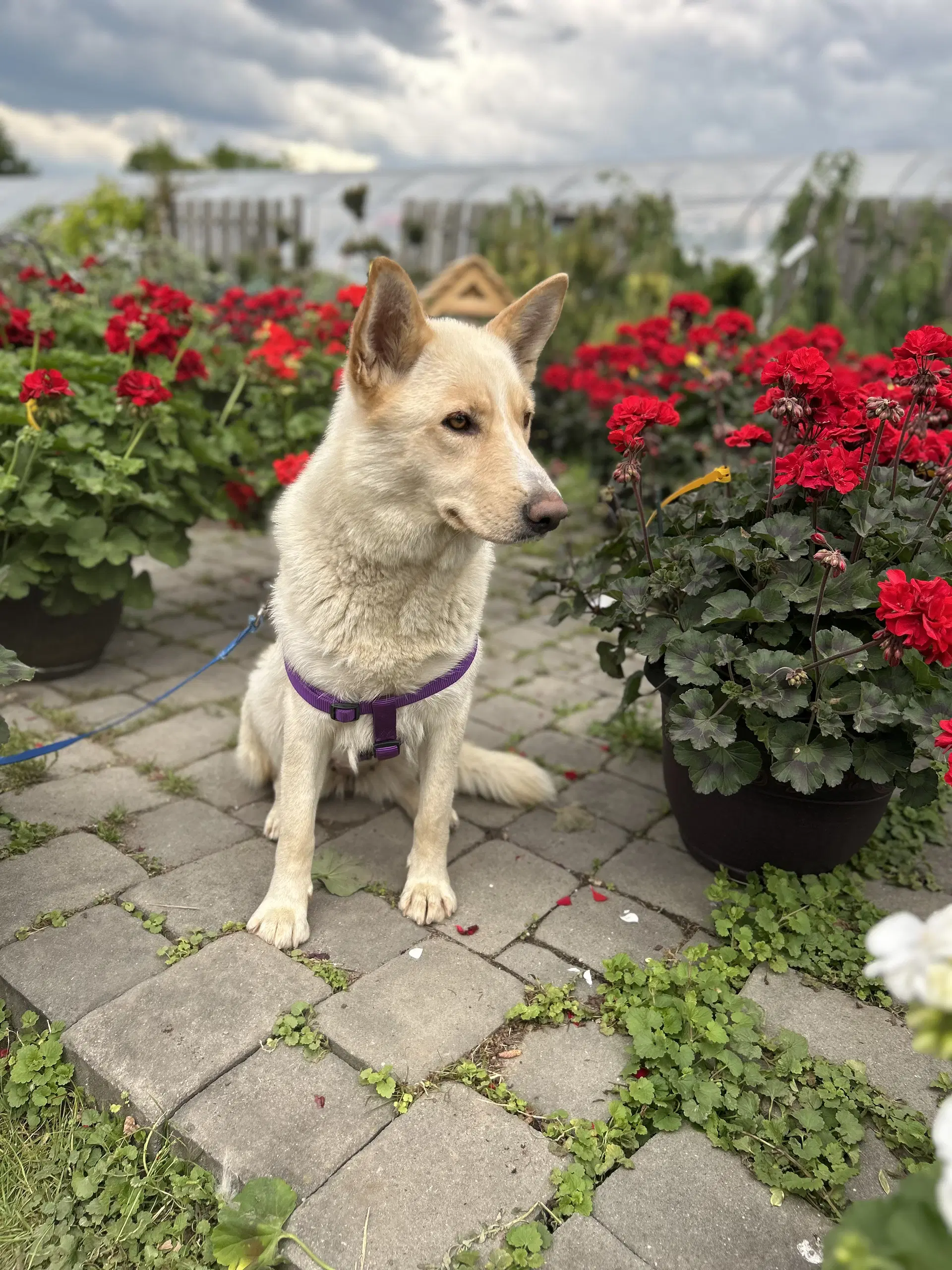 Shannon - German Shepherd Dog