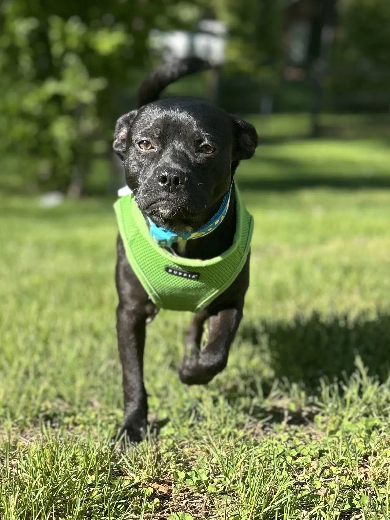 Nugget - Pug