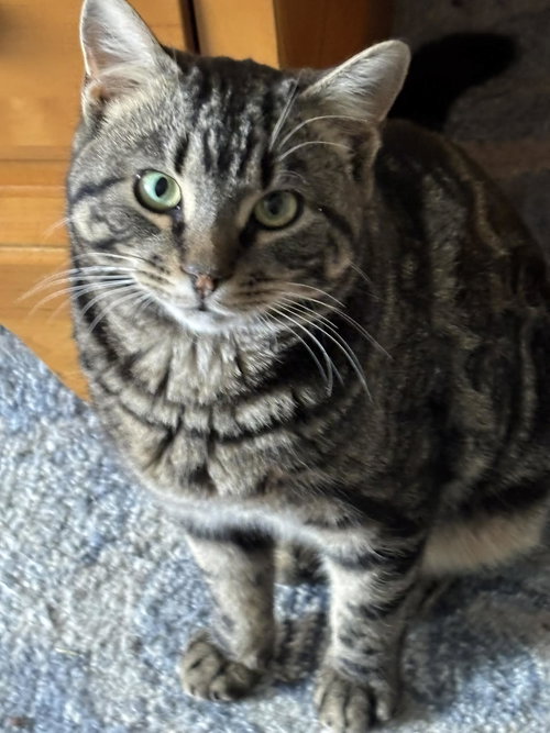 Tundra, an adoptable Tabby in Gibbstown, NJ