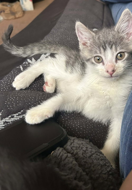 Gizmo, an adoptable Domestic Short Hair in Gibbstown, NJ