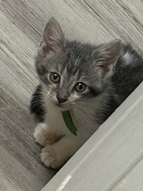 Chevy, an adoptable Domestic Short Hair in Gibbstown, NJ