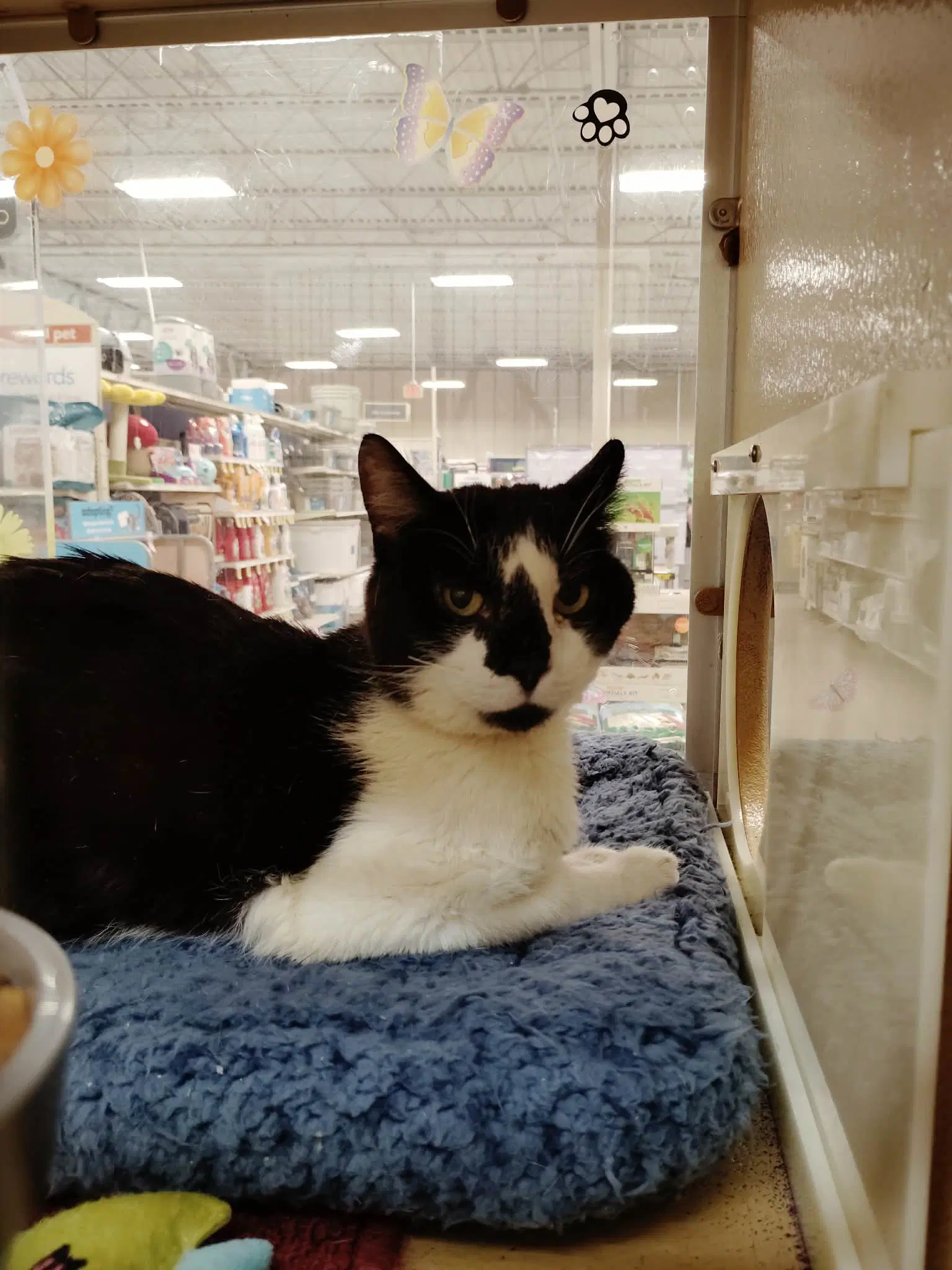 Gordon - Domestic Short Hair