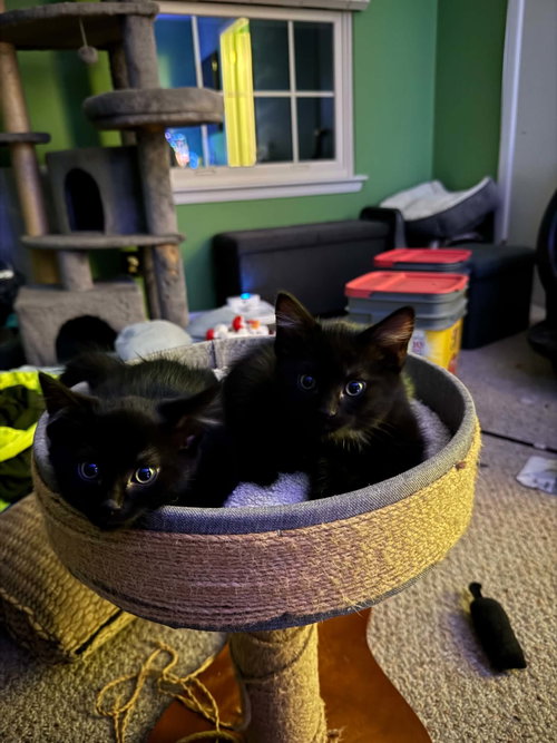 Umbreon (male) & Espeon (female)