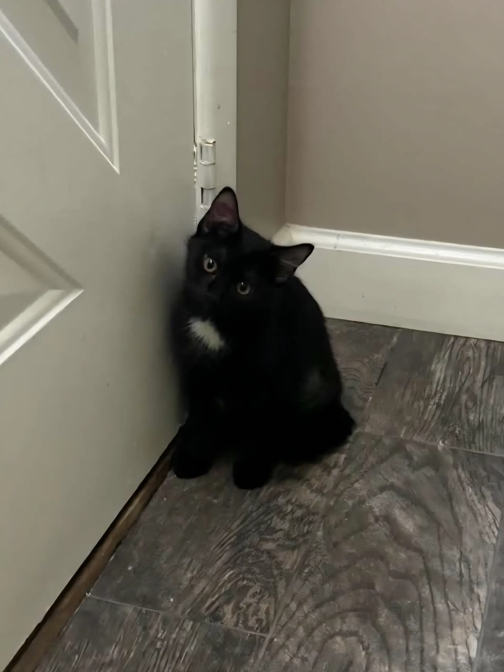 Leafeon - Domestic Short Hair