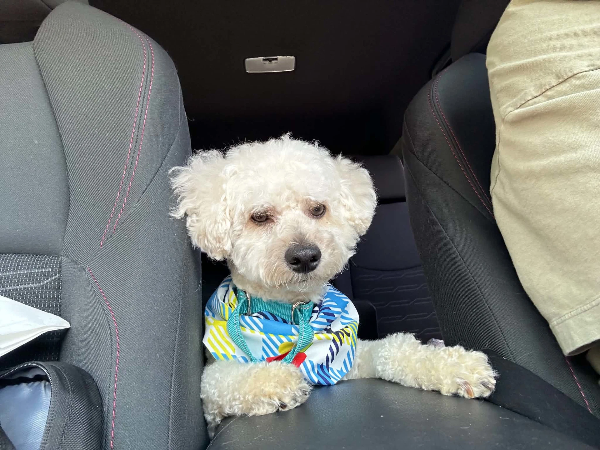 Benji