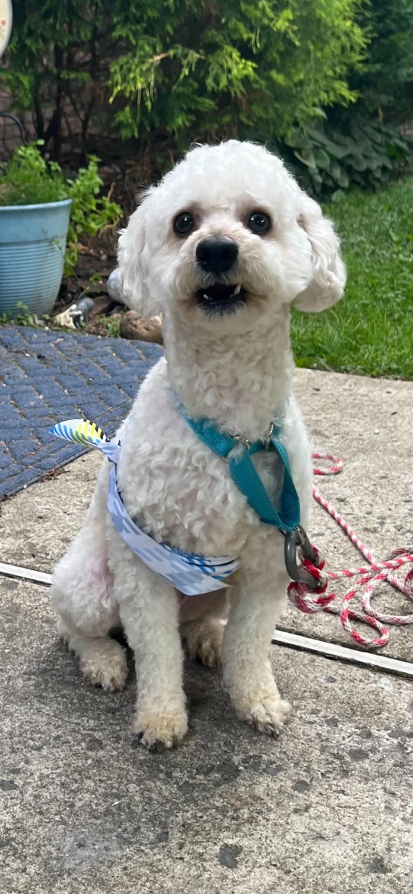 Benji