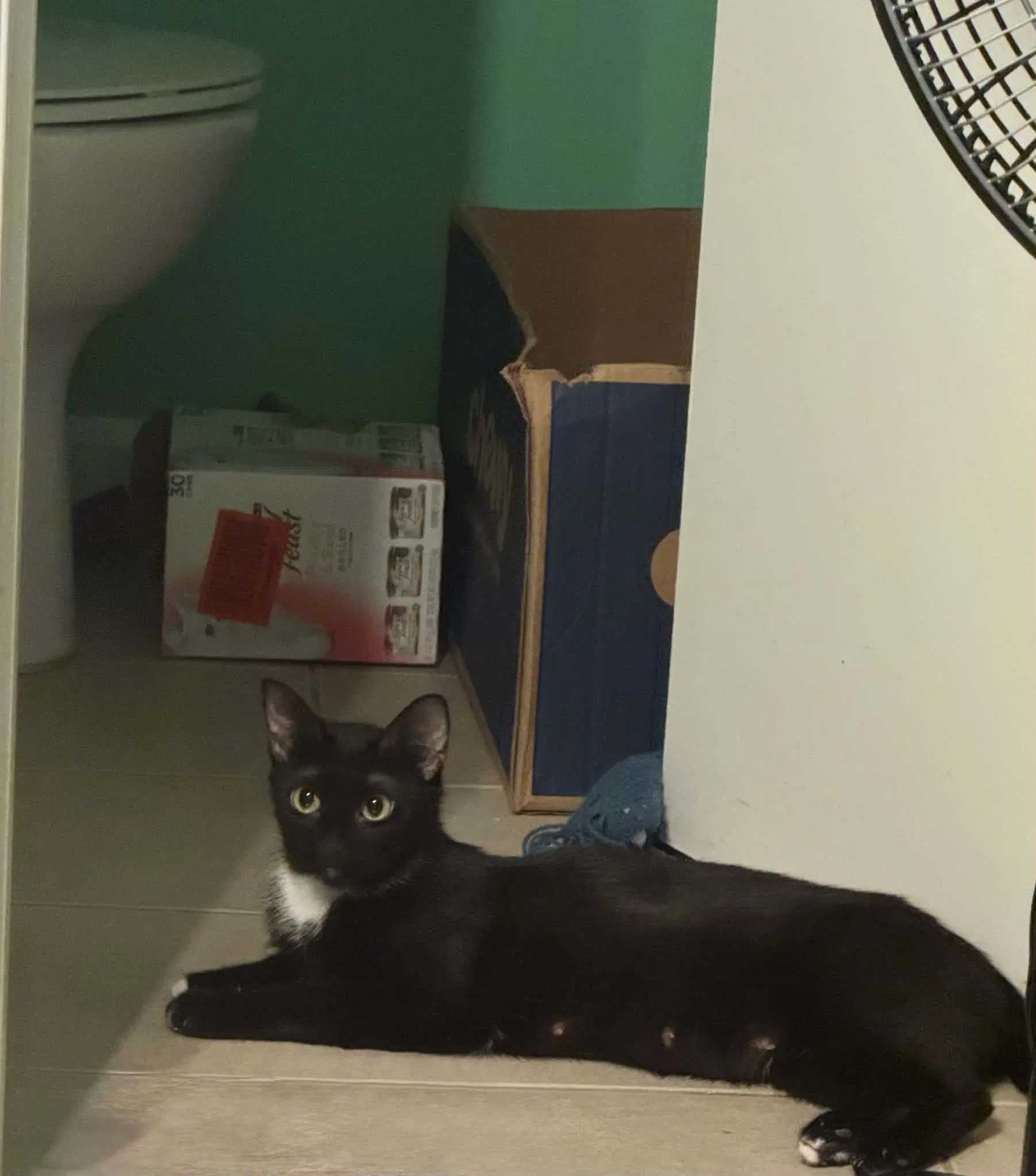 Sky - Domestic Short Hair