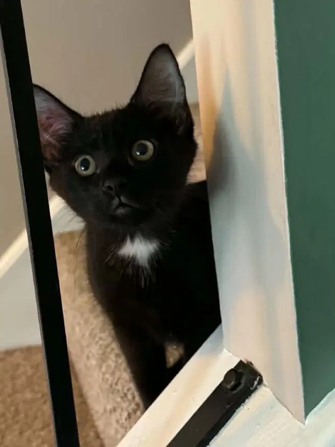 Sylveon - Domestic Short Hair