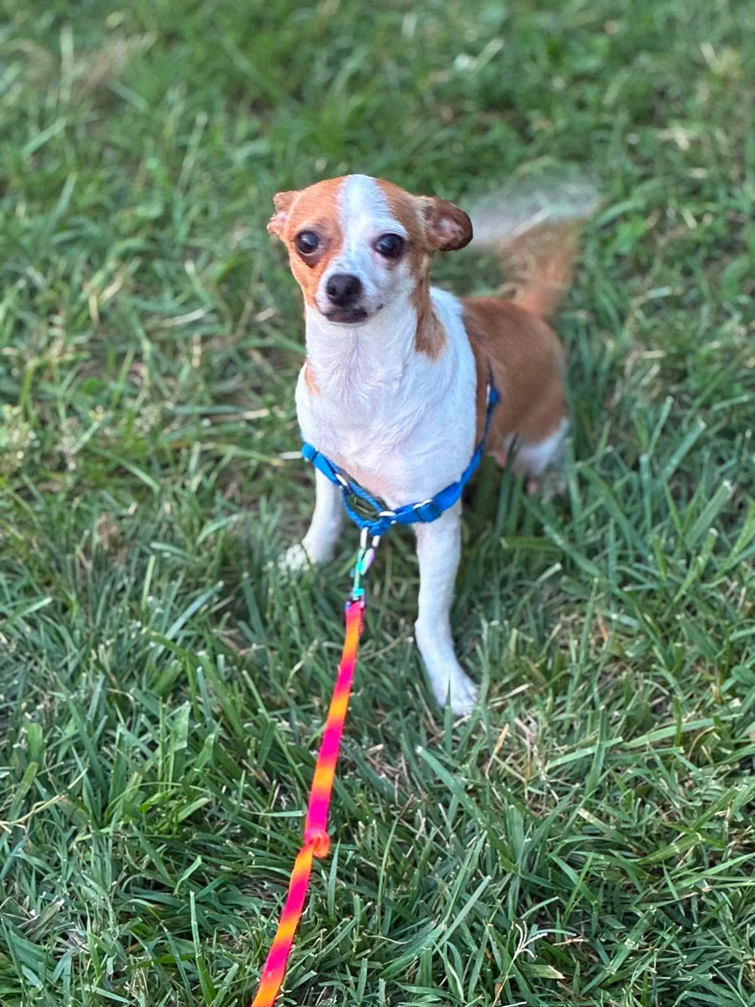 Chica - Chihuahua
