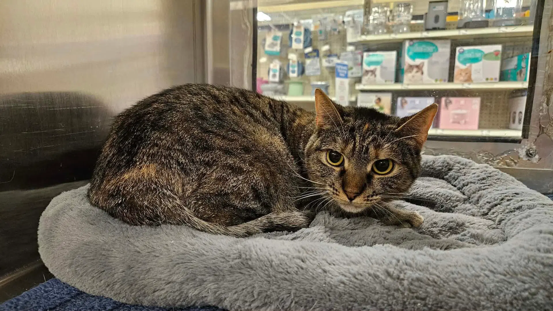 Zoey - Tabby