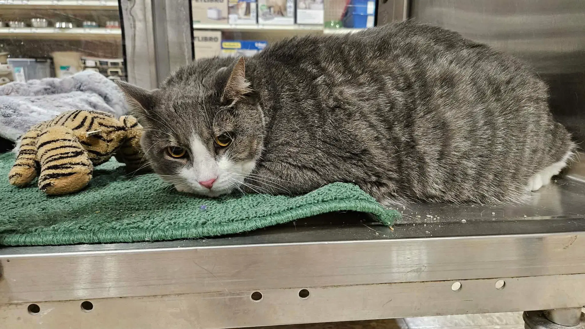 Raja - Tabby