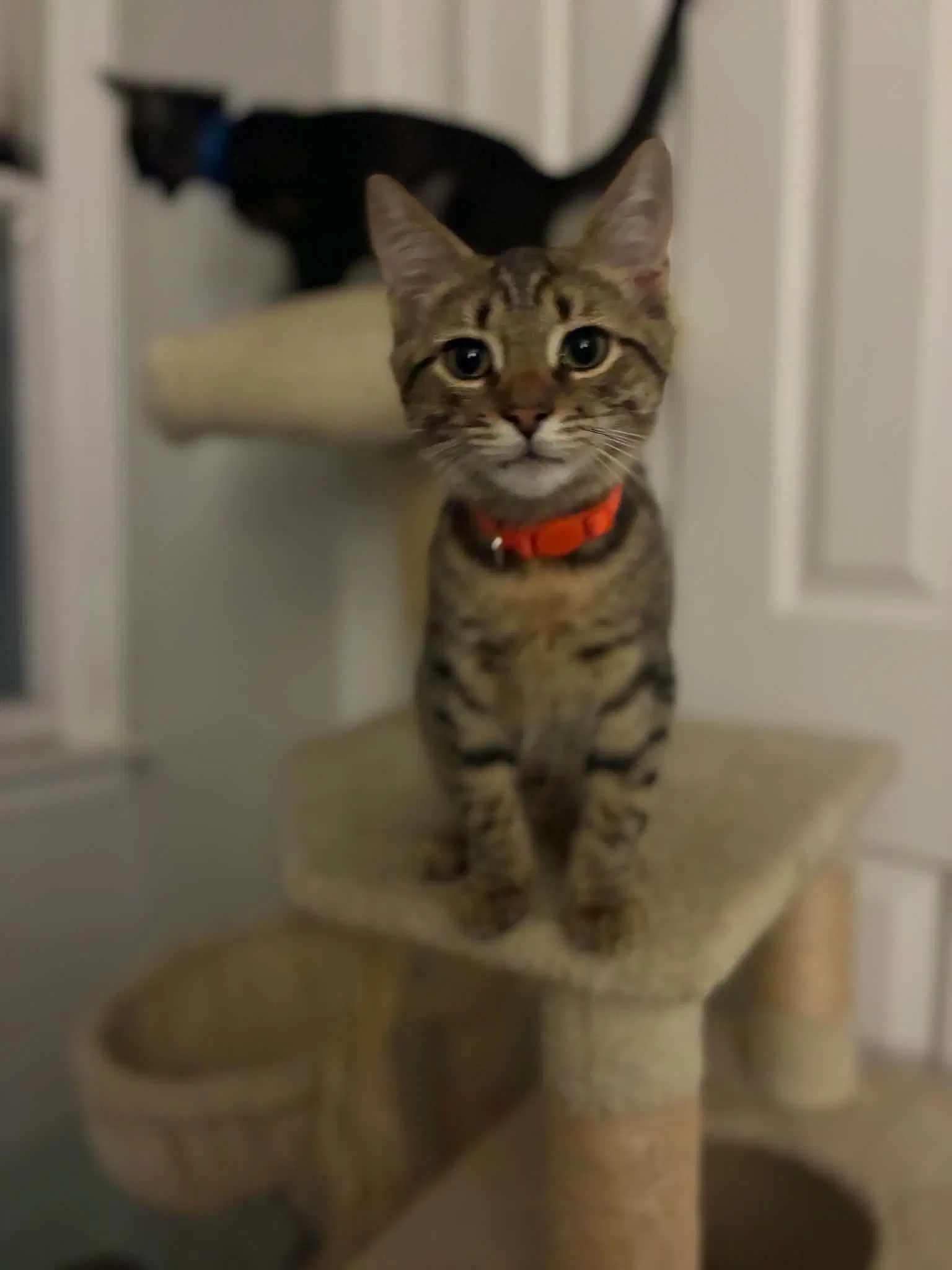Tiger - Tabby