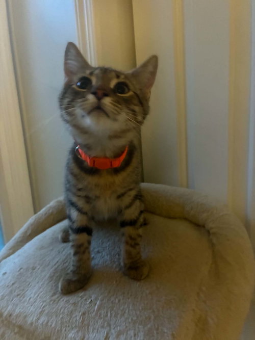 Photo 2 of Tiger