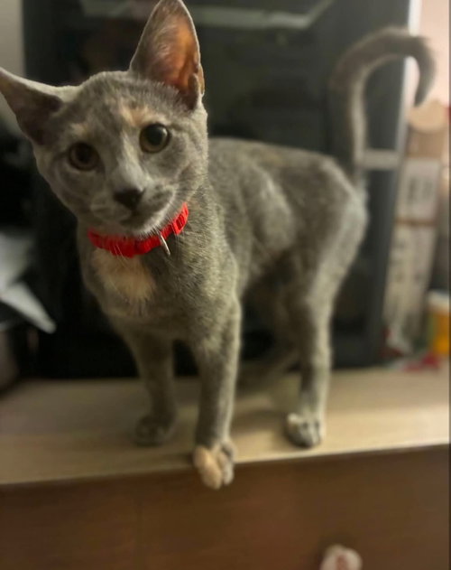 picture of the cat needing adoption