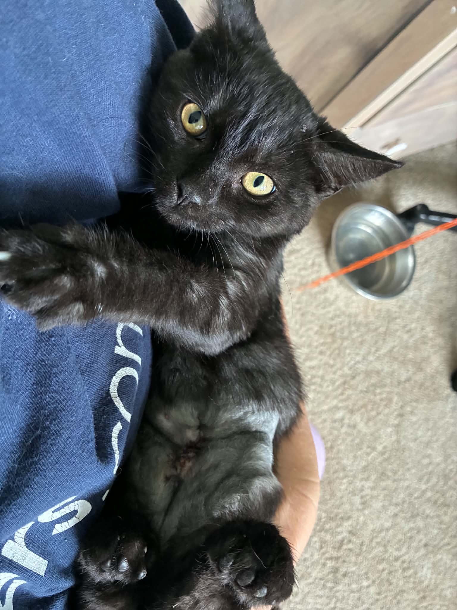 Panther