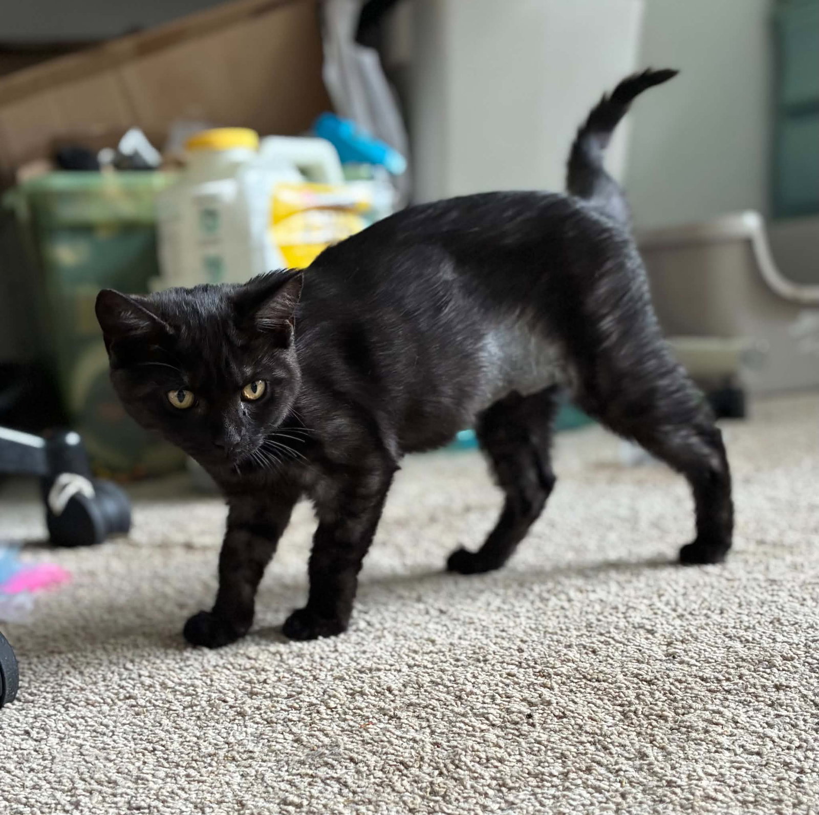 Panther, photo 2