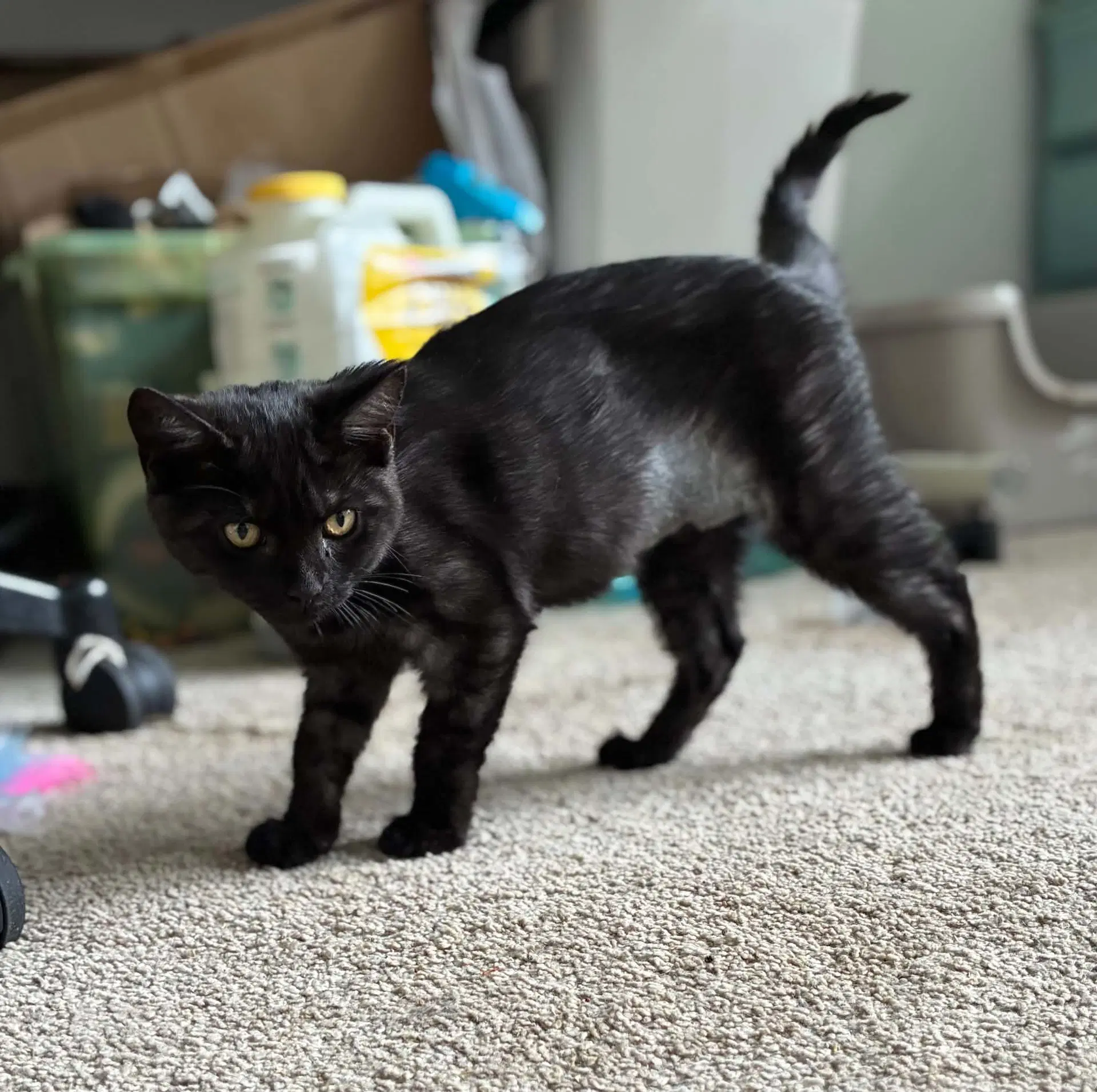 Panther image 2