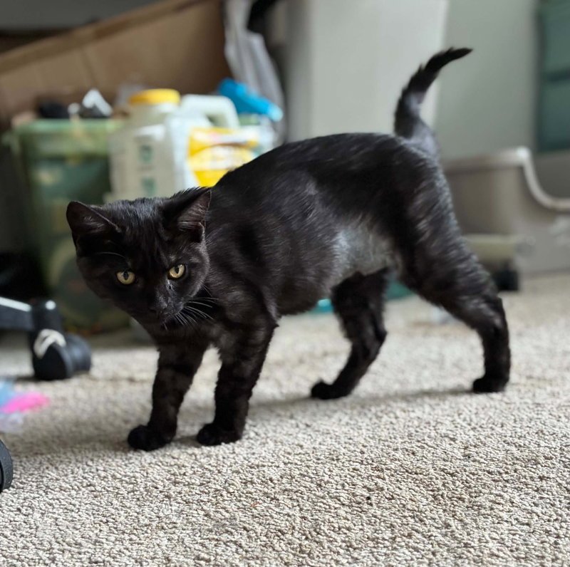 Panther, photo 2