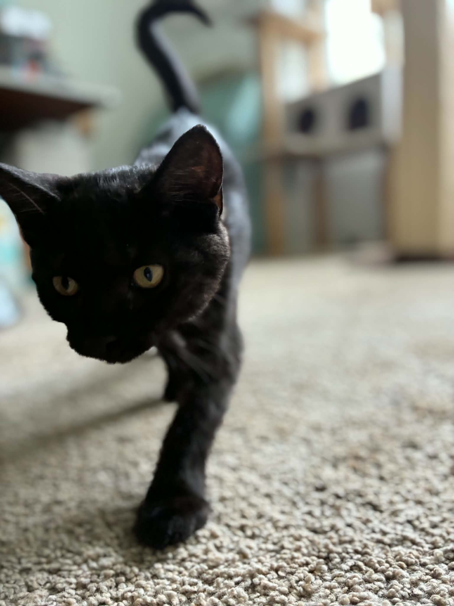 Panther, photo 3
