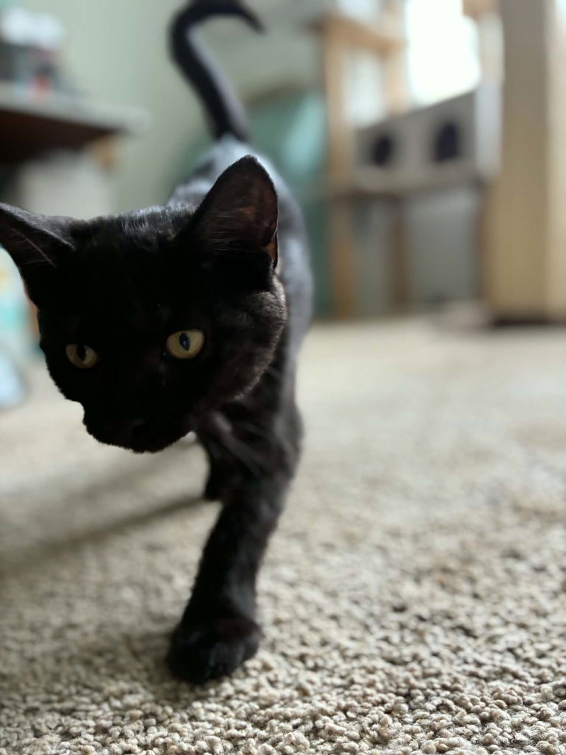 Panther, photo 3