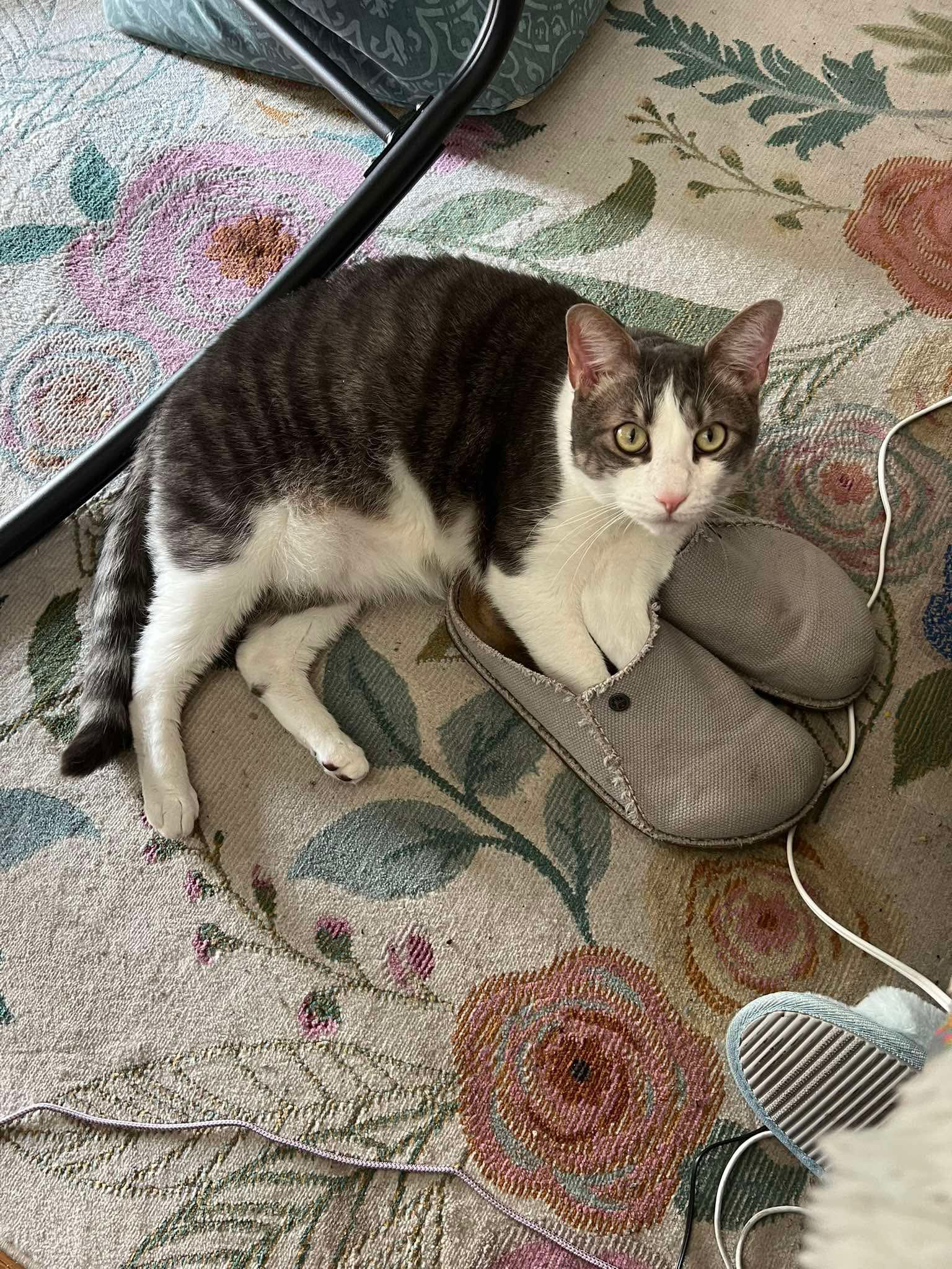 Sage - Domestic Short Hair