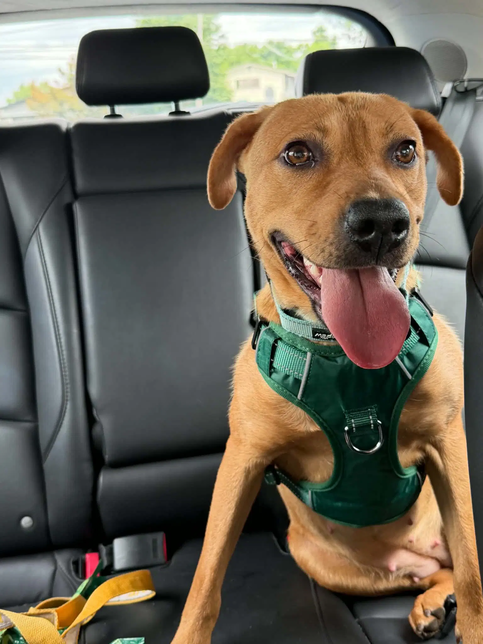 Shiloh - Mountain Cur