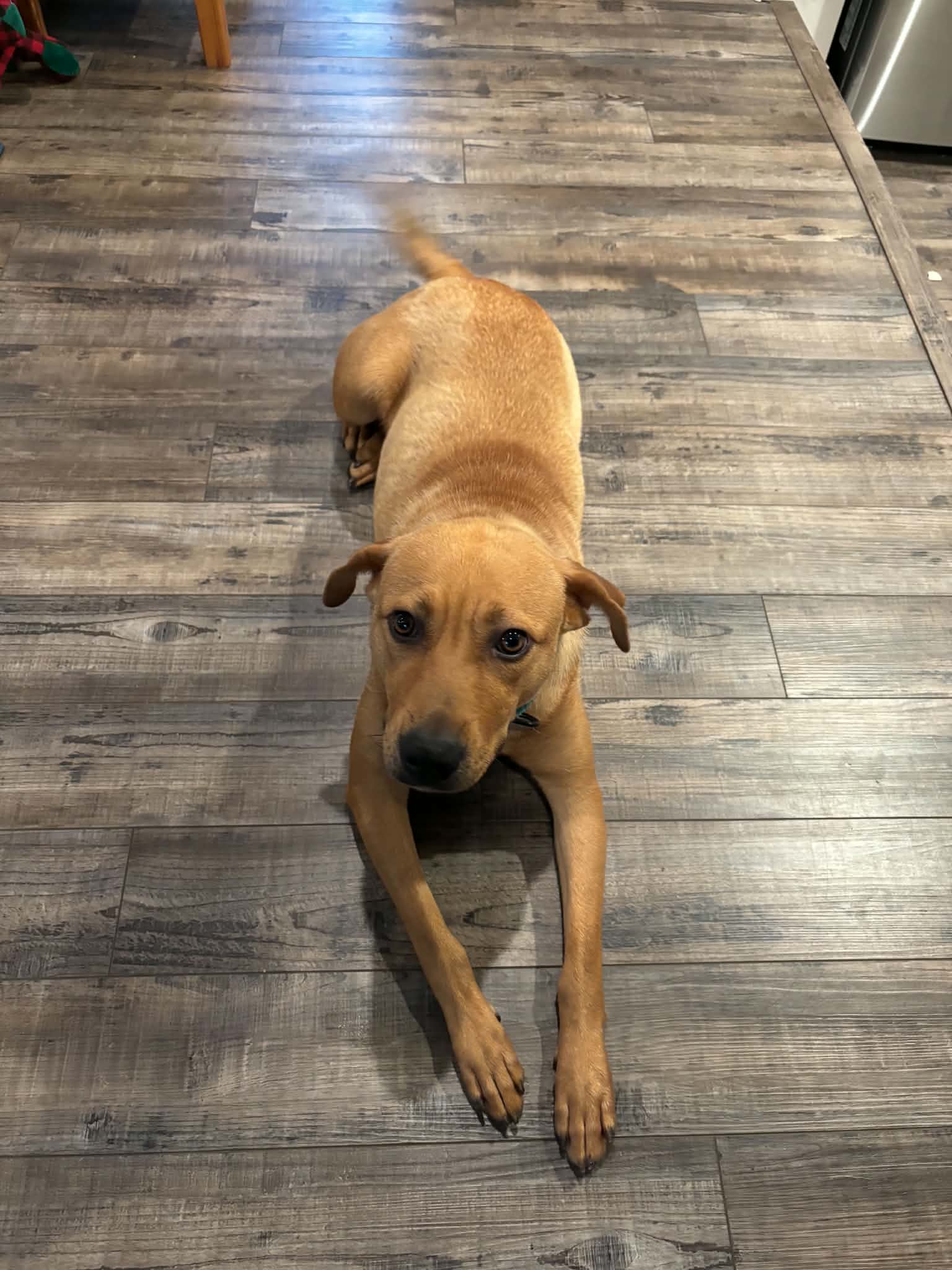 Shiloh image 2
