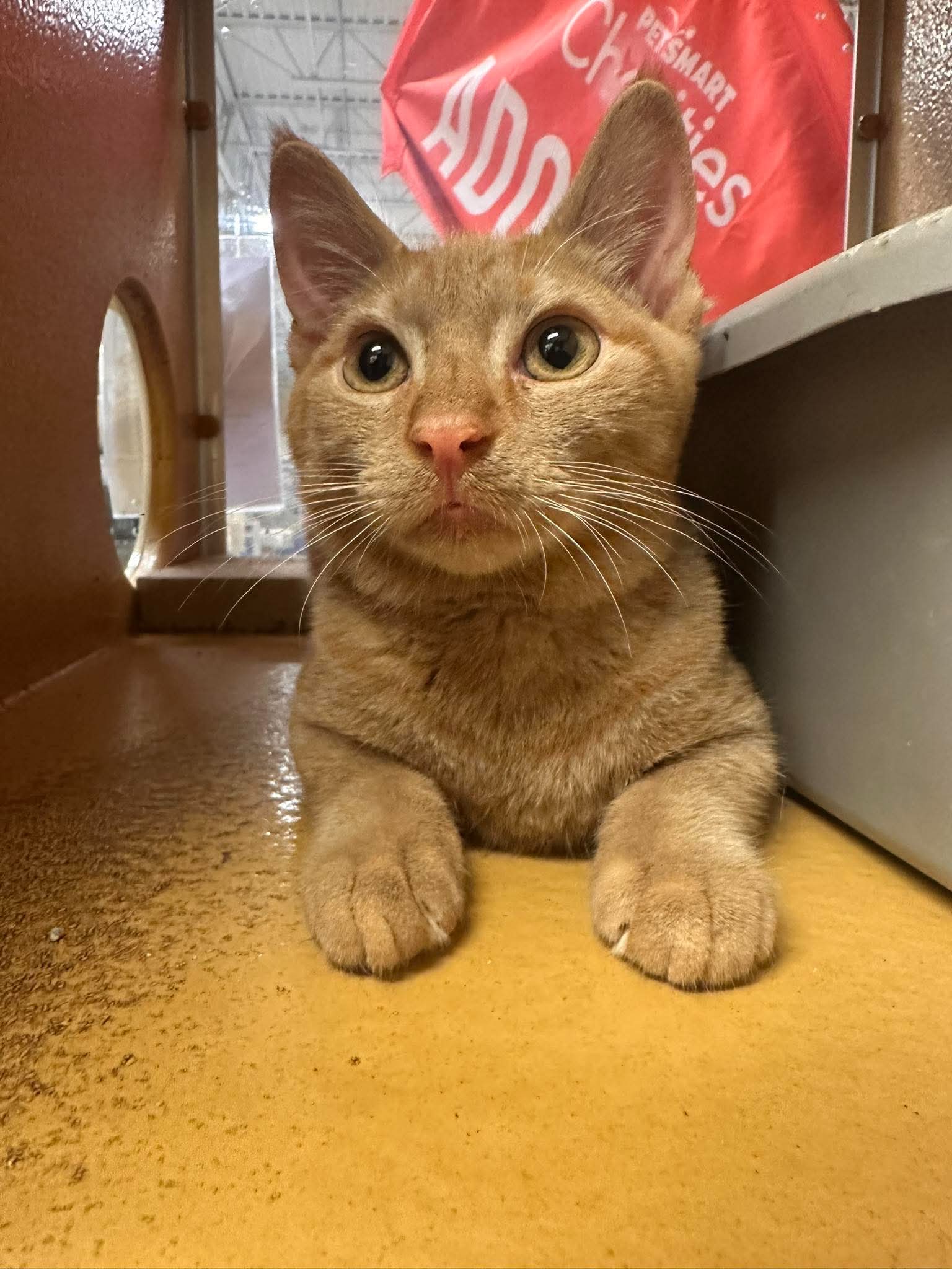 Muppet, cat — photo 1 of 2