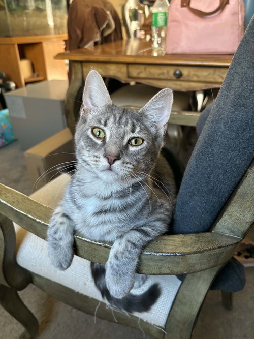 Remi, a cat for adoption from South Jersey Rescue