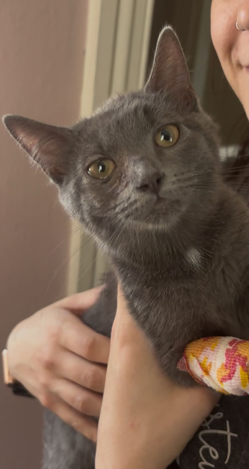 Maisey, Domestic Short Hair