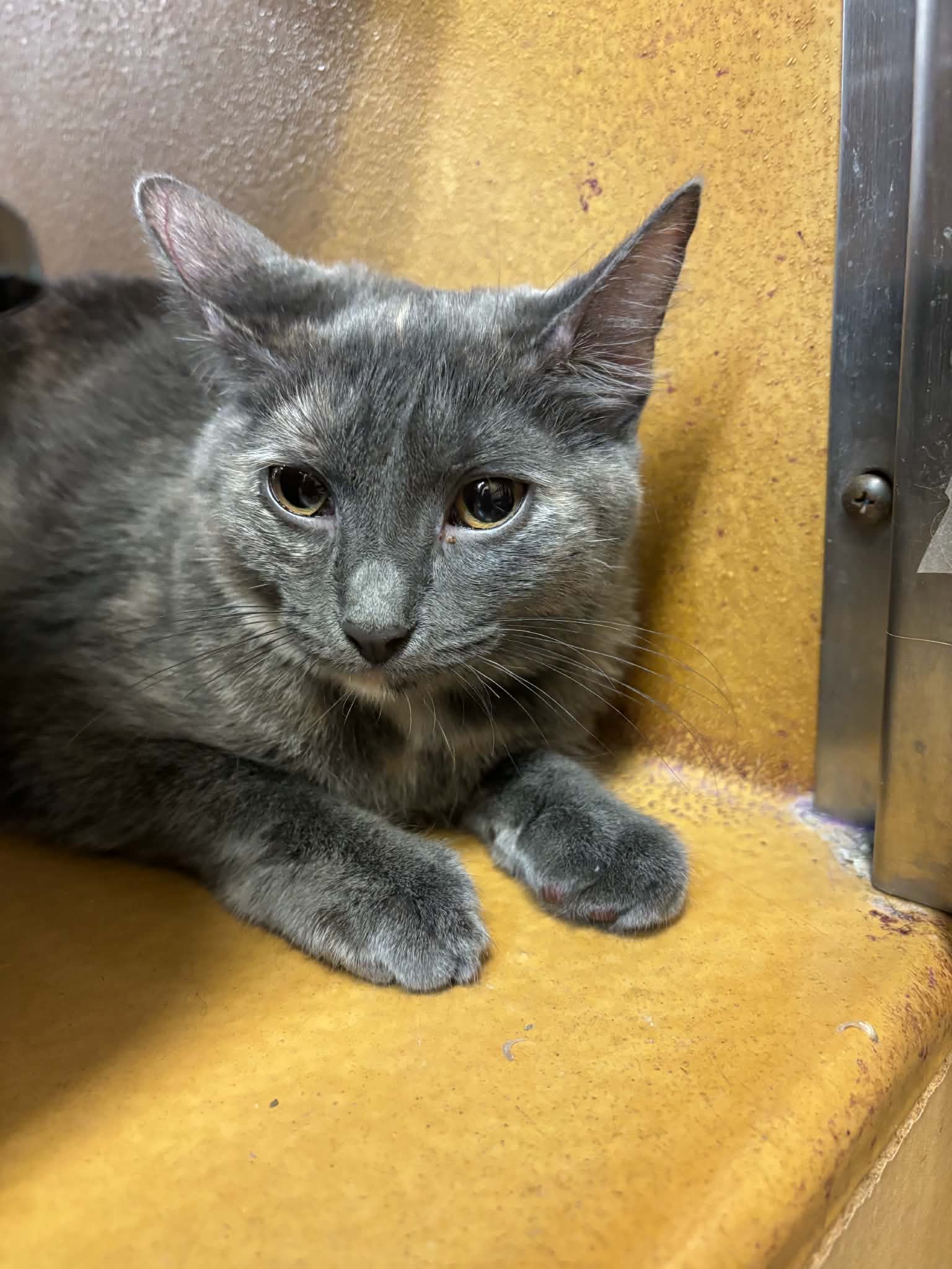 Pixie, Tortoiseshell