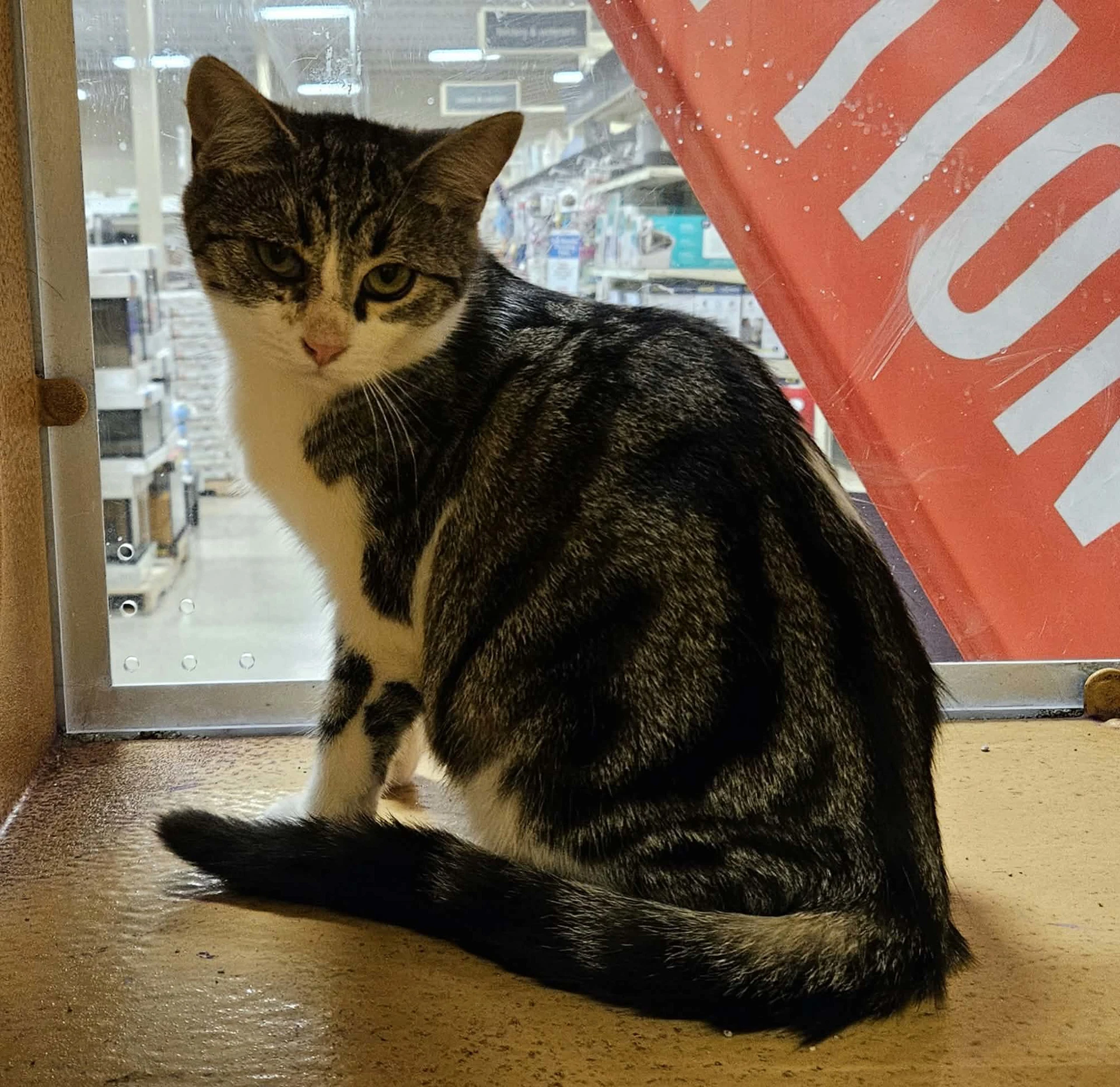 Lulu