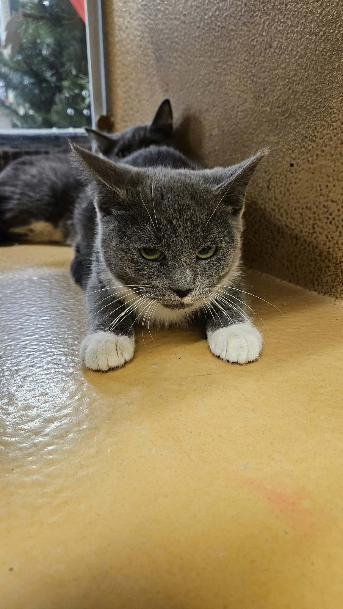 Lincoln - Domestic Short Hair