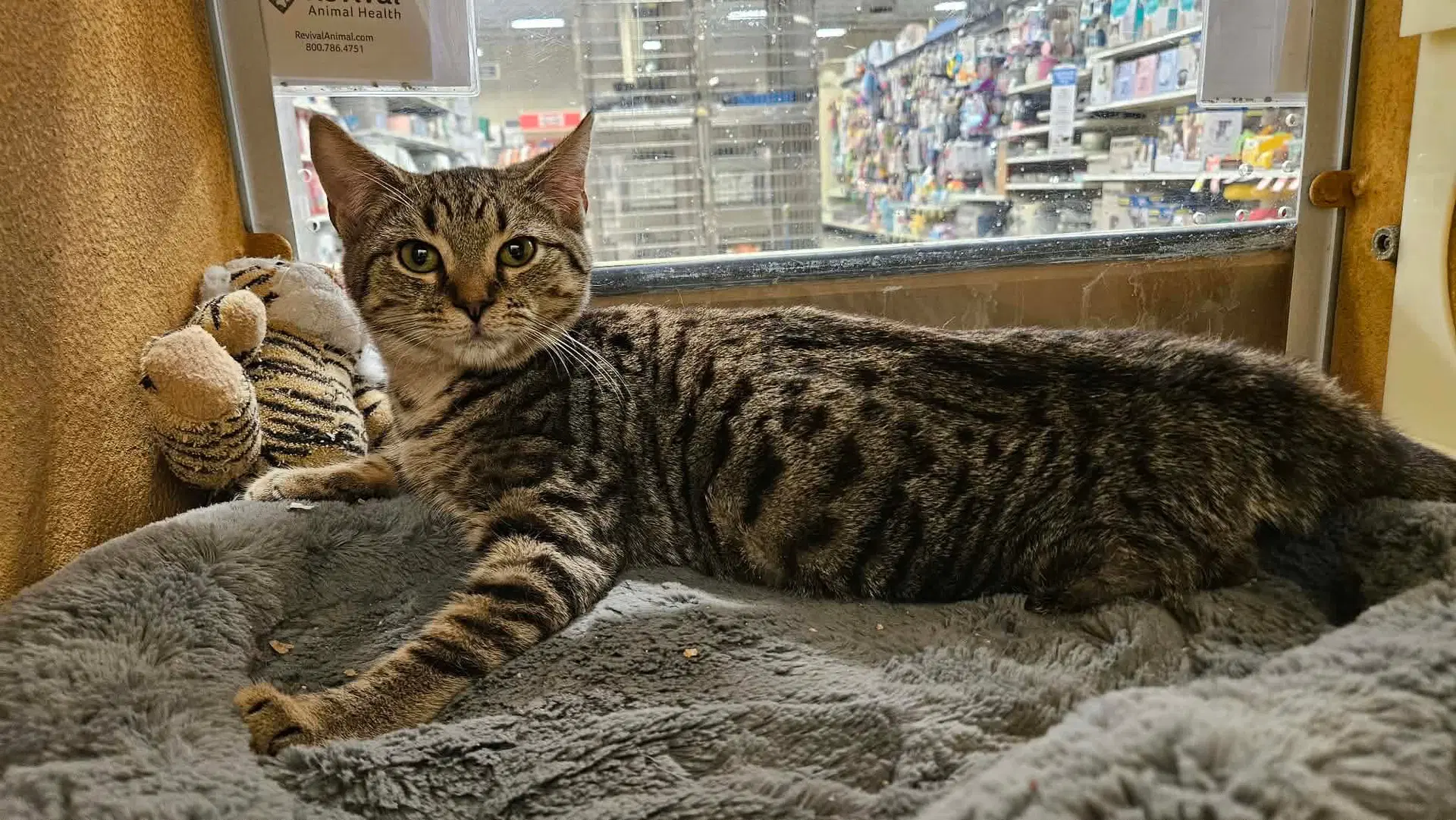Pancake - Domestic Short Hair
