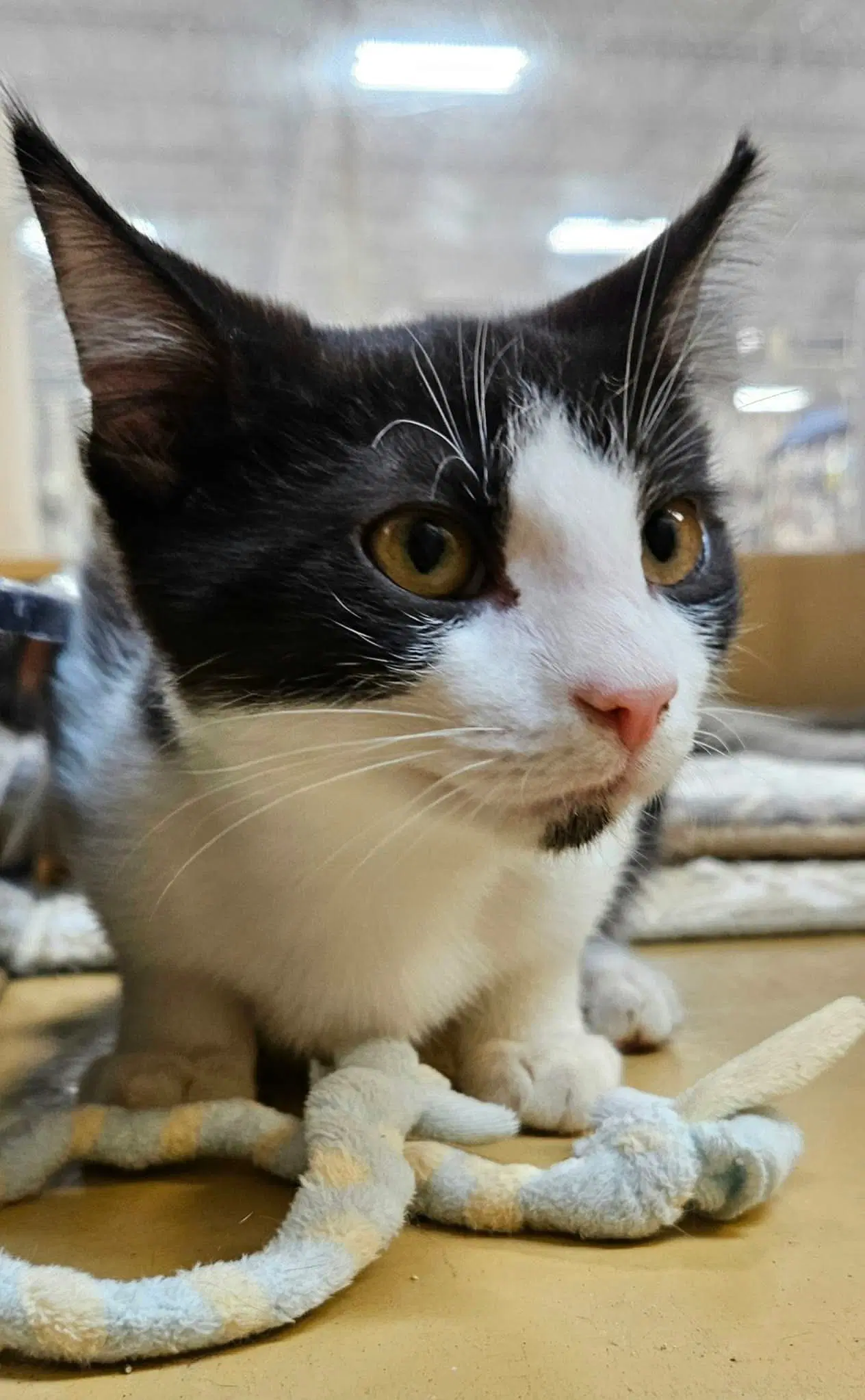 Cannoli - Domestic Short Hair