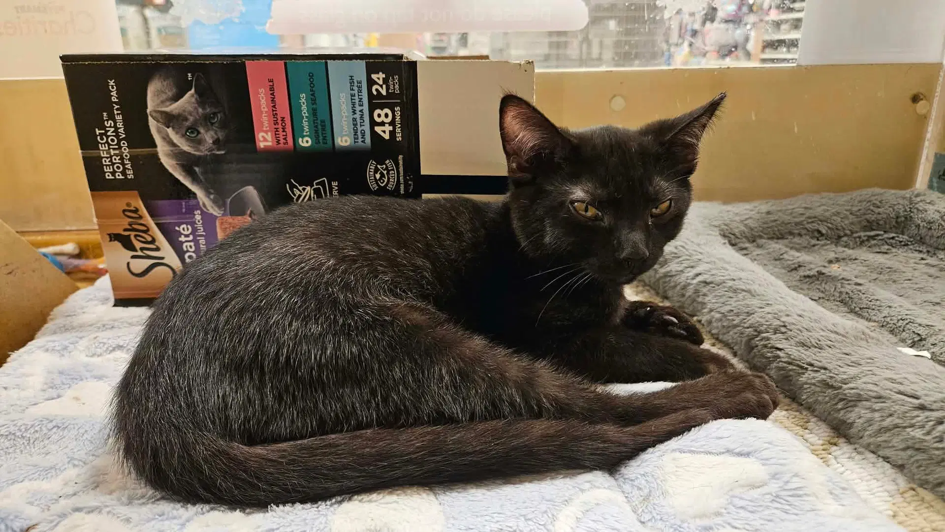 S'mores - Domestic Short Hair