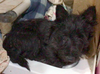 Little boy - Photo 2