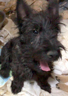 Little boy - Photo 3