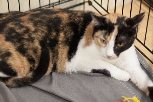 TRISKET - Domestic Short Hair available for adoption