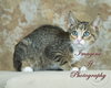 Gretta - Photo 1
