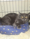 Freya - Photo 1
